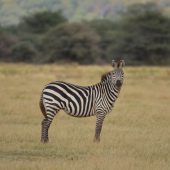  Lake Manyara, TZ